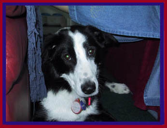 [Penny The Dog