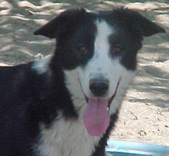 [Penny The Dog