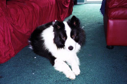 [Image - Toby]