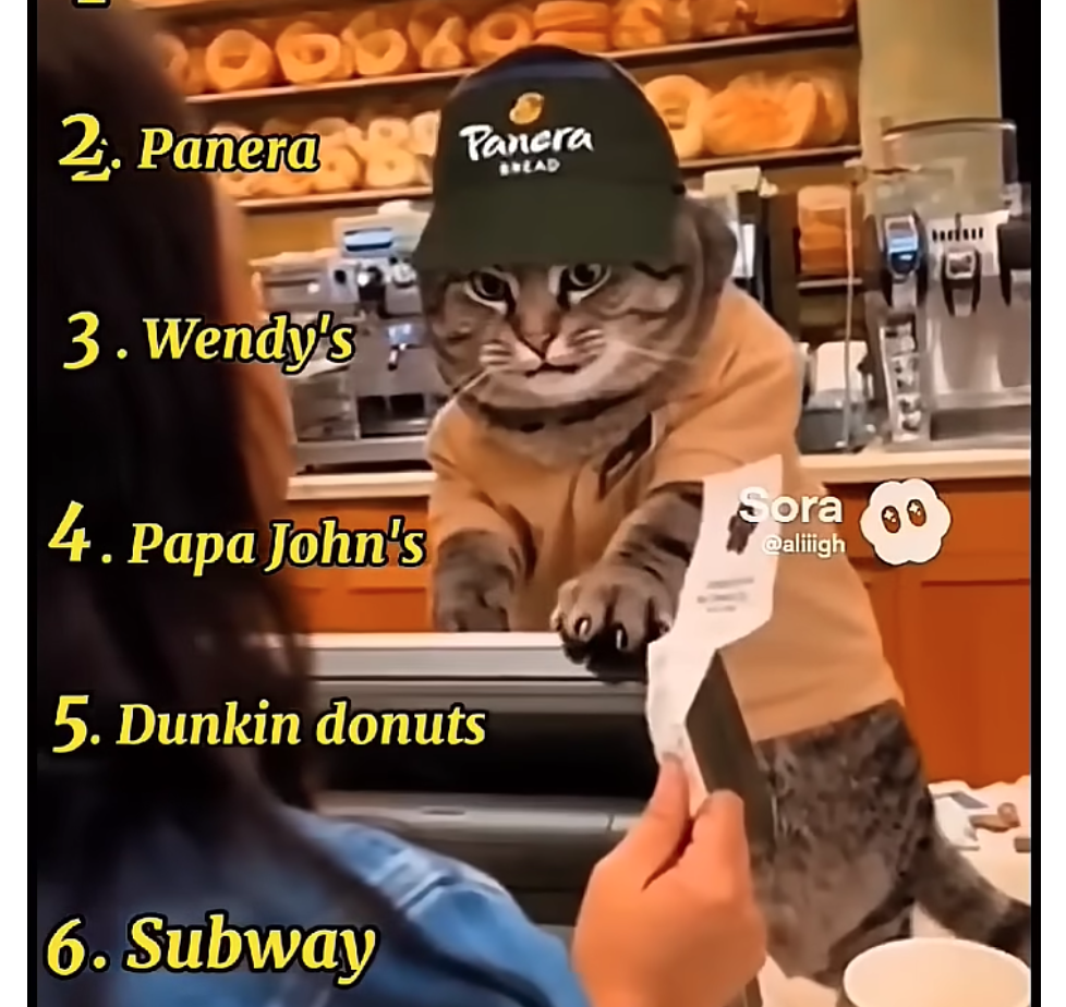 Cat Behind The Counter